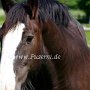 Shire_Horse4 (5)